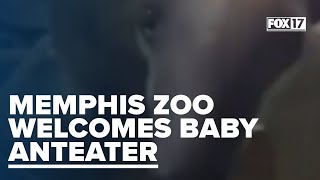 Baby anteater welcomed at Memphis Zoo