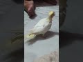 very excited # ☺️ and hungry # 😋 cocaktail parrot 🦜 baby 🐥🍼#