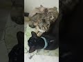 santai dah penat bermain