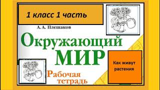 Окружающий мир 1 класс Как живут растения?