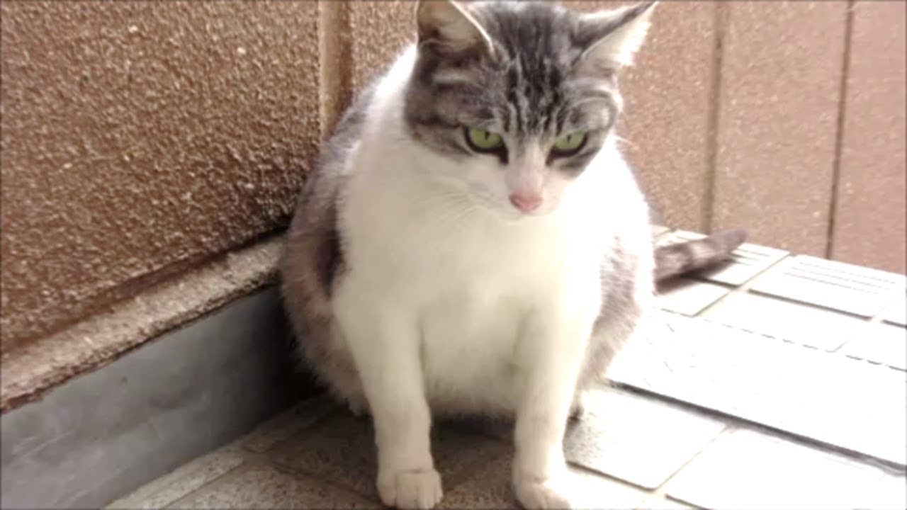 妊婦の野良猫 大きなお腹をまた見せに来ました Youtube