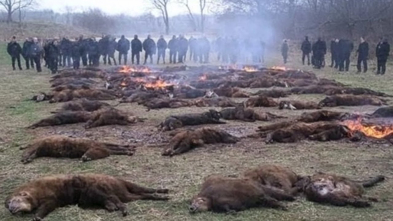 Why Don't They Eat Millions of Wild Boars In America?