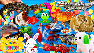 Đi Bắt Cá Sấu Gặp Chú Cua Tinh Nghịch, Bắt Cá Koi Vể Thả Bể, Chơi Đùa Cùng Chú Thỏ, Chuột Lang