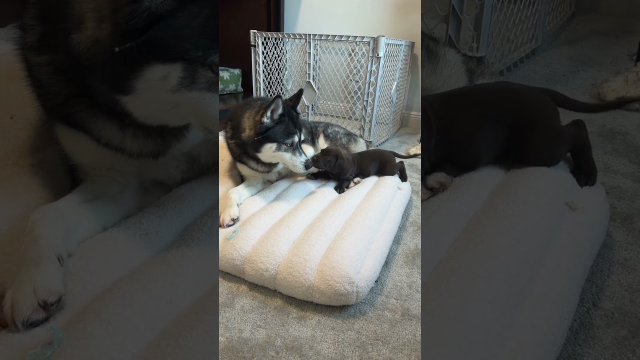 My dog FINALLY meets the foster puppies! 
