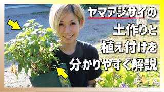 【ガーデニング初心者必見】ヤマアジサイにおすすめしたい土づくりと植え替え方法。