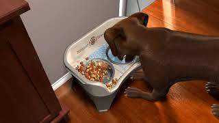 Neater Pet Brands - Neater Feeder Deluxe Dog and Cat Variations and Colors Reviews