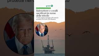 Balenottere e coralli sacrificati in nome delle trivelle