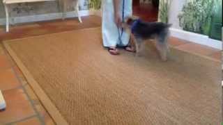 Tiny dog goes nuts at doorbell