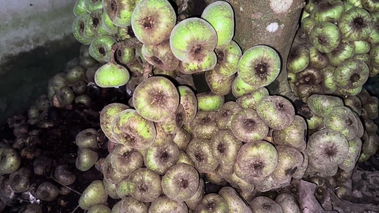 На фиговом дереве столько плодов, что не хватит на всех соседей.