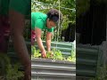How I Grow Tomatoes in Ireland 🇮🇪| Raised Bed Setup + Drip Irrigation #tomatoes #garden #gardening