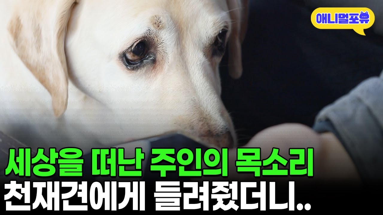 4년 전 하늘로 떠난 주인의 목소리를 들은 천재견의 반응 I KBS 동물극장 단짝 230225 방송