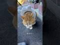 野良猫が怖いもんちゃん…🐈ストレス解消のためにやってるのにストレスになっちゃうね（ ; ; ）　#cat #もんちゃん #ネコ #cute #cutecat #かわいい #野良猫