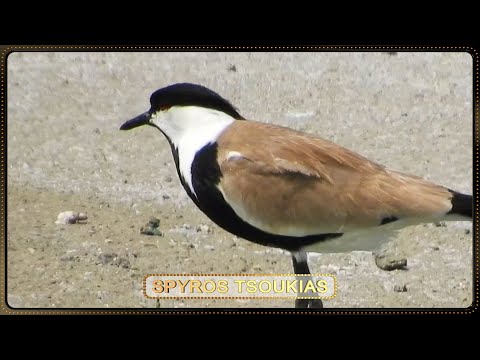 Αγκαθοκαλημάνα Πτηνό -
