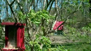 Time Lapse of a Lilac Blooming