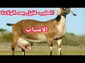 تعال تعرف علاش المعزة بعد الولادة مفيهاش الحليب 