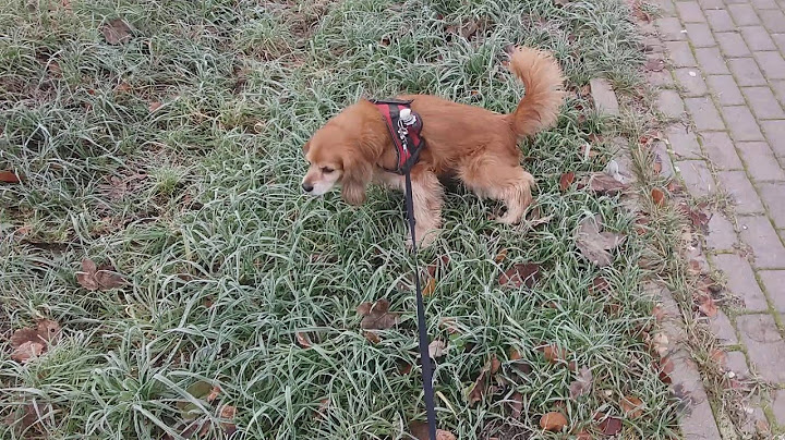 Hunde zu verschenken in berlin spandau