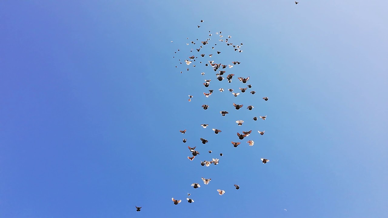 Голуби николаевские видео новые. Голуби николаевские торцовые серпастые. Николаевские торцовые голуби. Белые торцовые голуби николаевские. Голуби николаевские смоляные.