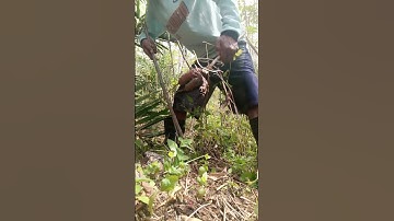 Harvesting cassava part 478 #shorts #farming #cassava #nature  #cassavaroots #cassavafarming