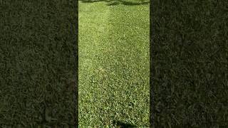 Satisfying Lawn Mowing Routine ✨🌱 | Clean Yard Reset & Outdoor Productivity Vibes