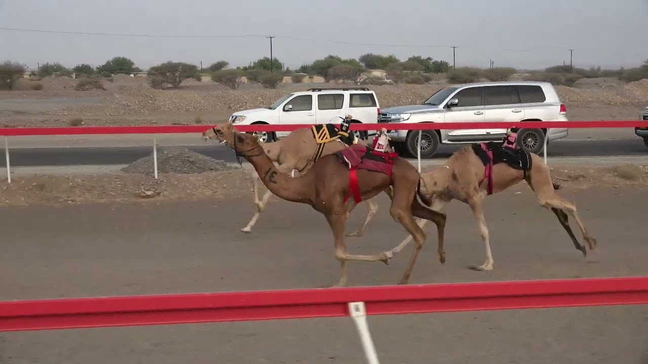 ميدان صحار 27-9-2025 ش6 (راهية)لـ سعيد عمر سعيد الجابري 6.34 لقايا 4كم