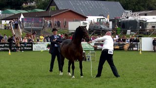 Cobiau Cymreig Eboles 3 | Welsh Cobs Filly 3yr old