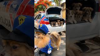 Junin bufinha e seus amigos são presos por roubarem carne no morro dos sibitos