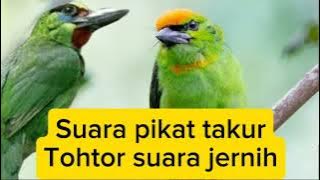 Suara pikat burung takur tohtor paling ampuh suara jernih #suarapikatburung #pikatburcil