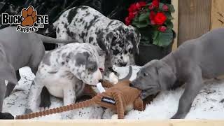 Lovable Great Dane Puppies