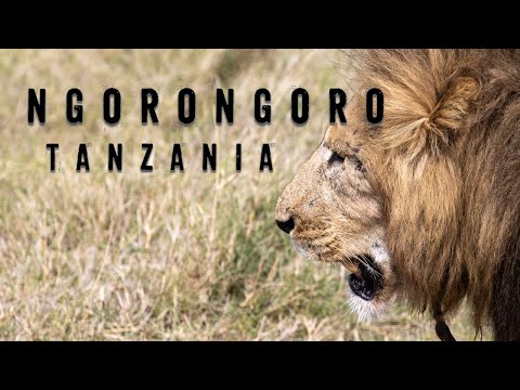 Vídeo: Área de Conservação de Ngorongoro: O Guia Completo