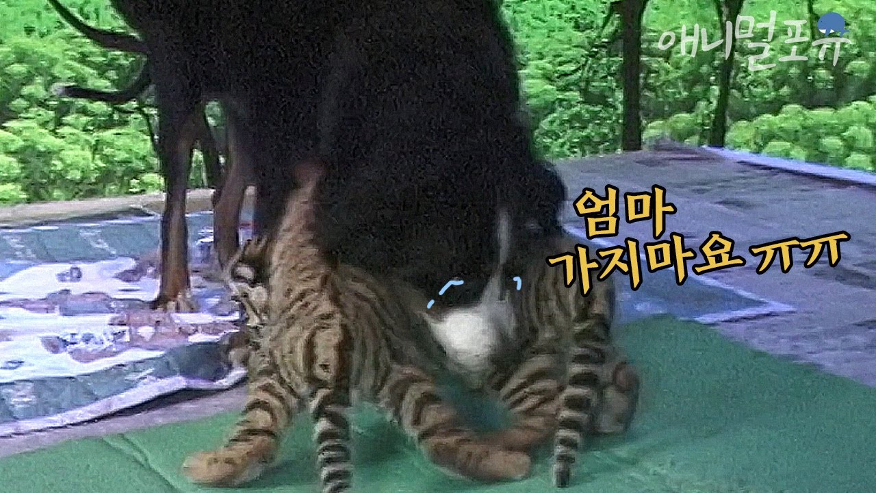 아기 호랑이 남매와 헤어져야 한다고? 갑작스러운 생이별에 발길이 떨어지지 않는 개 엄마 백운이 ㅠㅠ l KBS 주주클럽 020909 방송