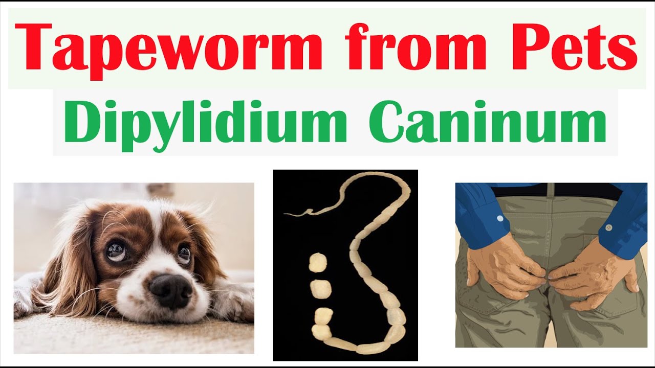 Tapeworm Infection from Pets (Dipylidiasis) Transmission, Symptoms,  Diagnosis, Treatment, Prevention - YouTube
