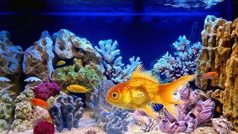 web mini projec || HTML ! CSS  // How to make an animated fish??