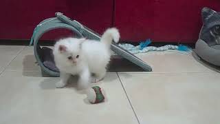 لعب قط صغير من فصيلة الانقورا  ( Turkish Angora ) بالكرة     Kitten