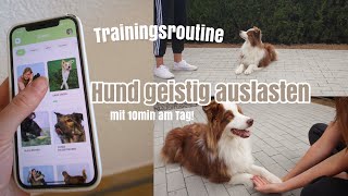 Jack's 10-minute training routine - mentally stimulate your dog | mental work, learning new trick... screenshot 5