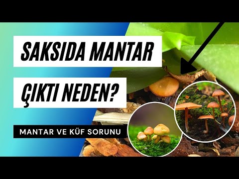 Video: Ev Bitkilerinde Mantarlar: Ev Bitkilerinin Toprağında Büyüyen Mantarlar