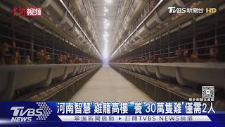 河南智慧「雞籠高樓」 養「30萬隻雞」僅需2人｜TVBS新聞 @TVBSNEWS01
