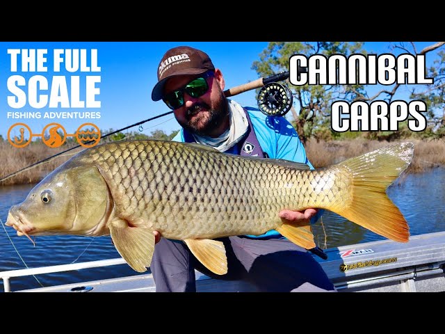 Cannibal Carps, Fly Fishing