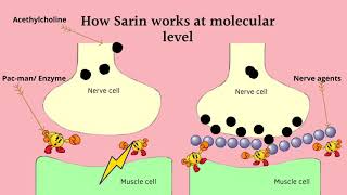 How Sarin works at molecular level