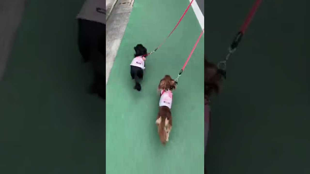 桃あんダッシュからのママ転ぶ ２０２２ ８ 18 Youtube