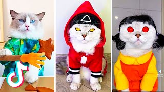 Squid Game Netflix Cats | Tik Tok  Squid Game Cats Edition 🦑😹