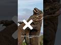 KOMODO DRAGONS Can Reproduce Without Males? #shorts