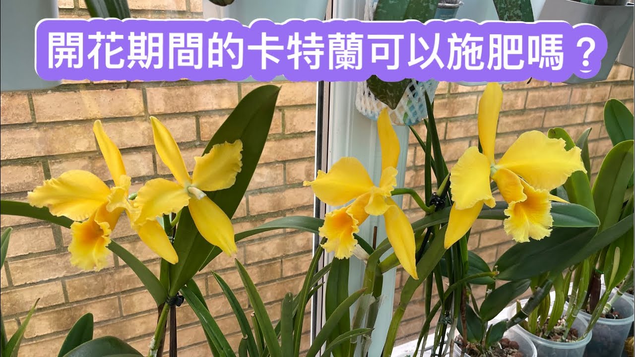 卡特蘭在開花的時候可以施肥嗎？一棵￼名貴又獨特的卡特蘭（Cattleya ￼ golden sand 金沙）22-2月2024
