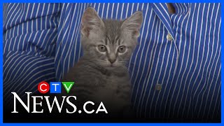 Celebrity Animal rescues 'bursting at seams' because owners aren't spaying and neutering: expert Net Worth