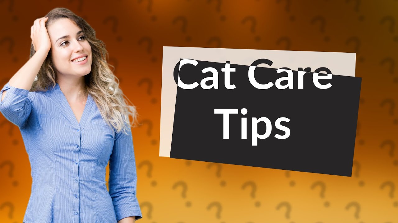 Should I Give My Cat Water After Vomiting