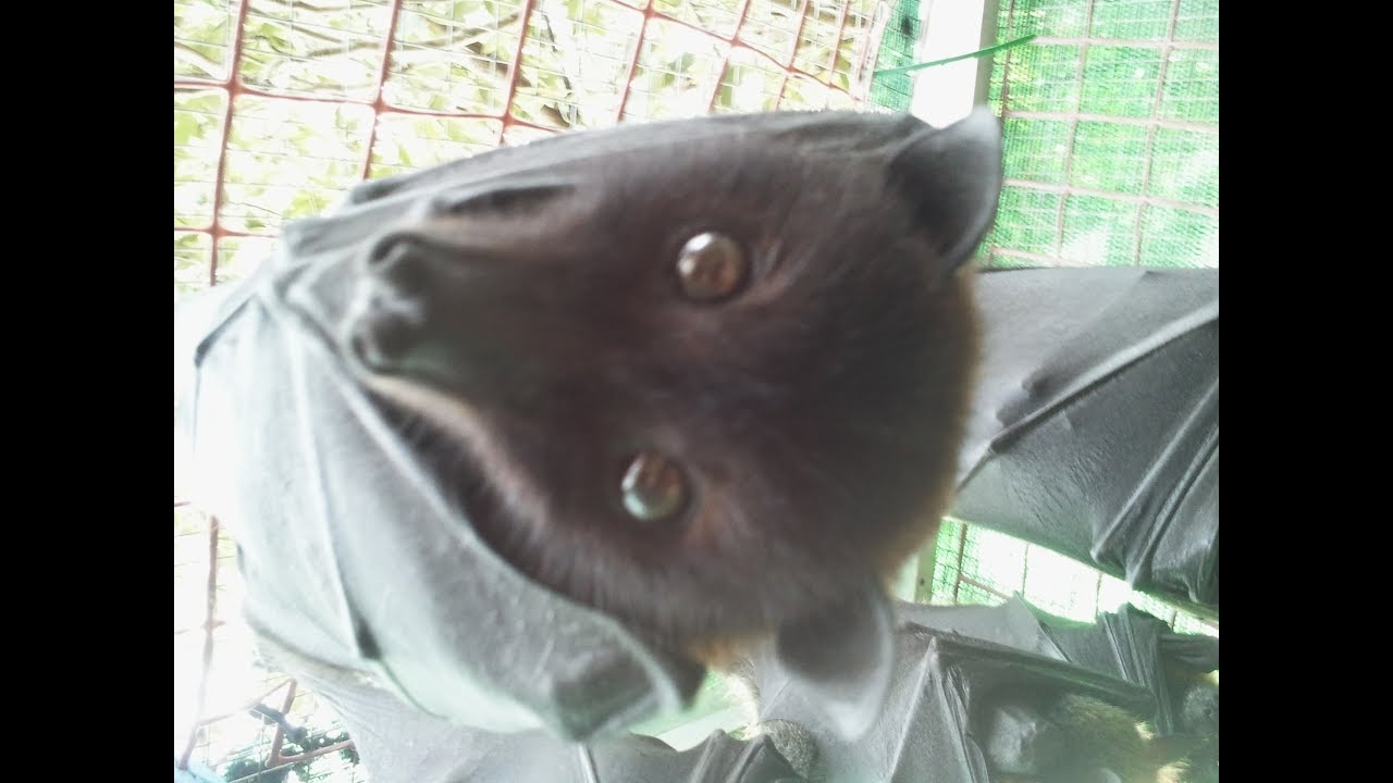 Eeeeks A Bat Is In My Hair.... More Like Eating It. YouTube