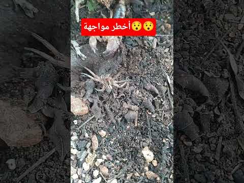 عنكبوت في مواجهة العقرب كيف قتلت عقرب