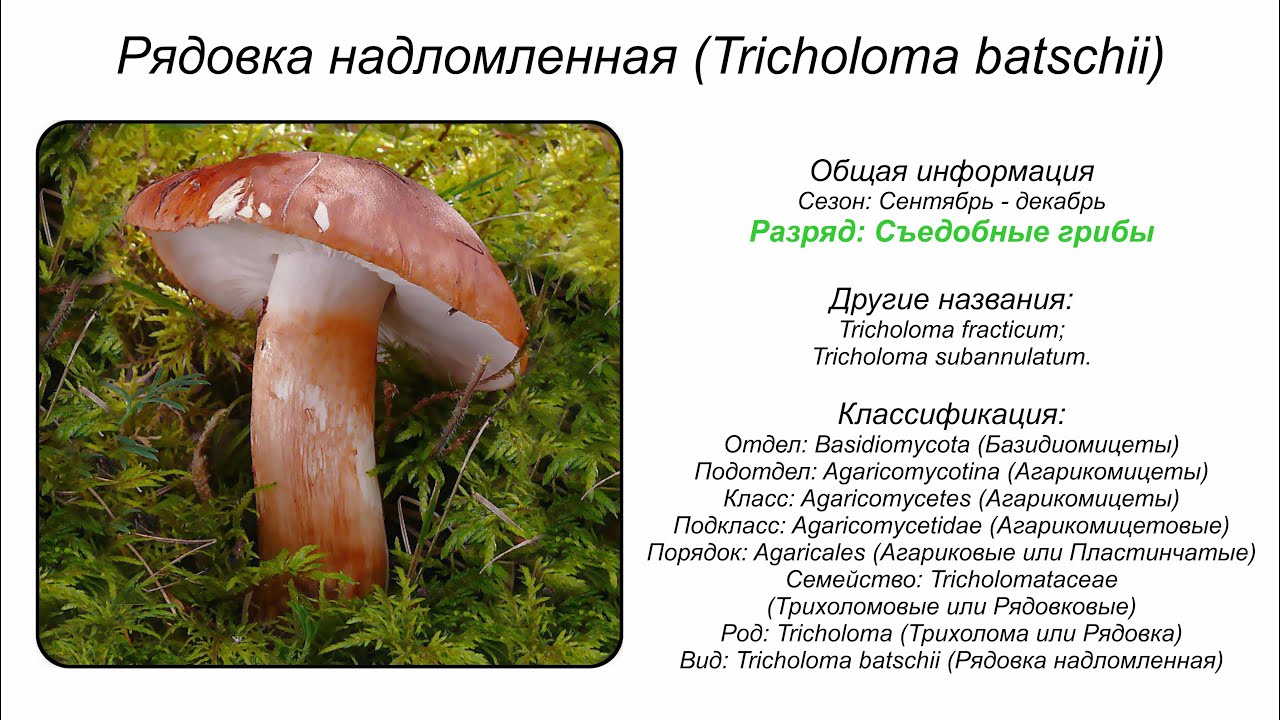 Особенности внешнего вида