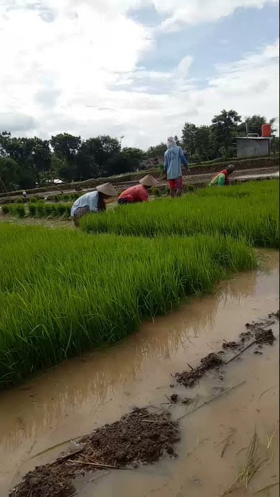 story wa langgam nyidam sari#shorts