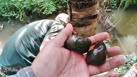 Nghề nuôi ốc bươu, bắt ốc bươu thiên nhiên về thả vô bể nuôi có được không l ba mập vlog