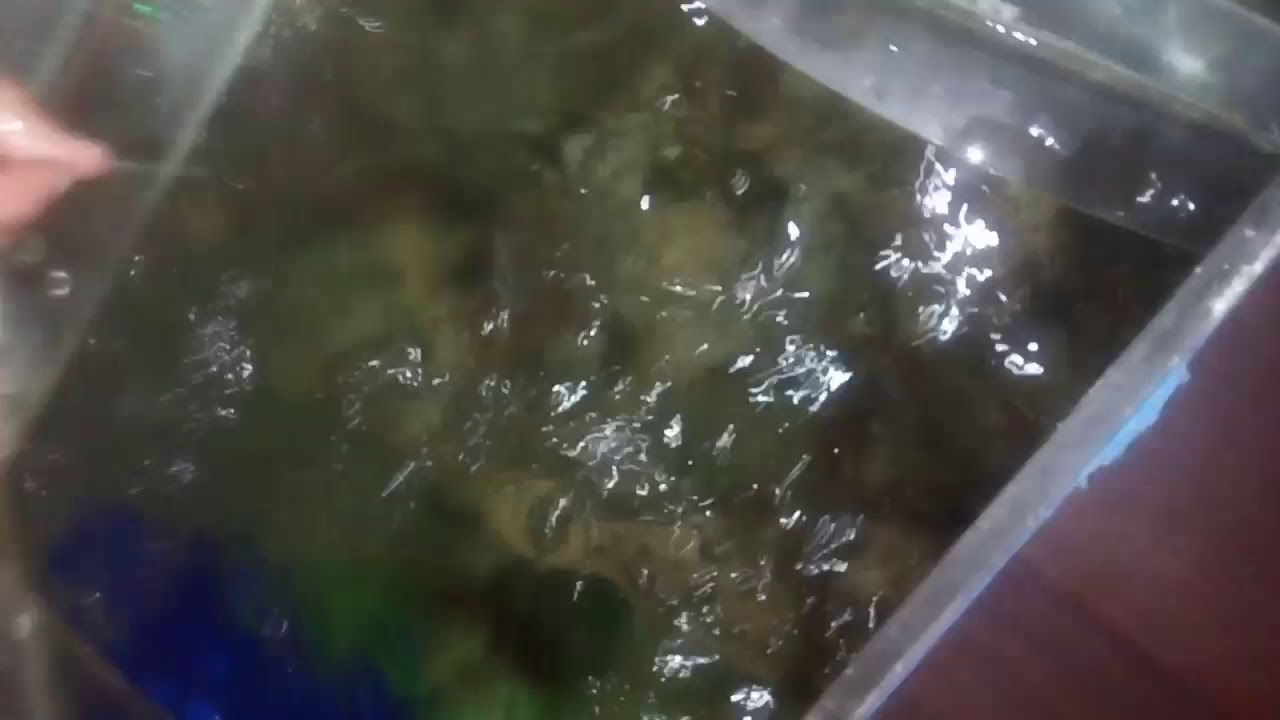Ока прогноз клева